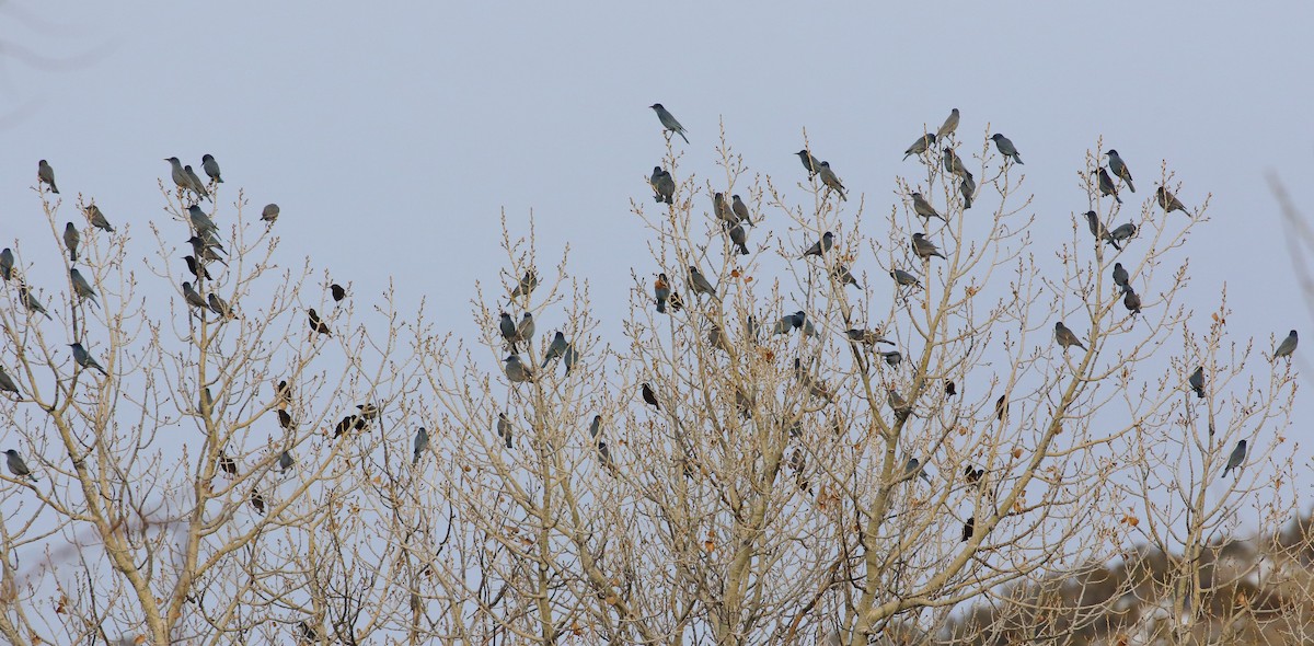 eBird Checklist - 12 Feb 2024 - Carson River Park/Silver Saddle Ranch ...