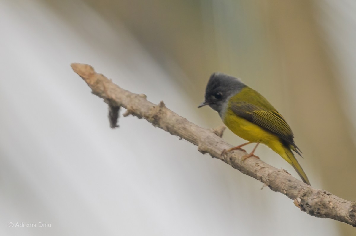 Gray-headed Canary-Flycatcher - ML614769756