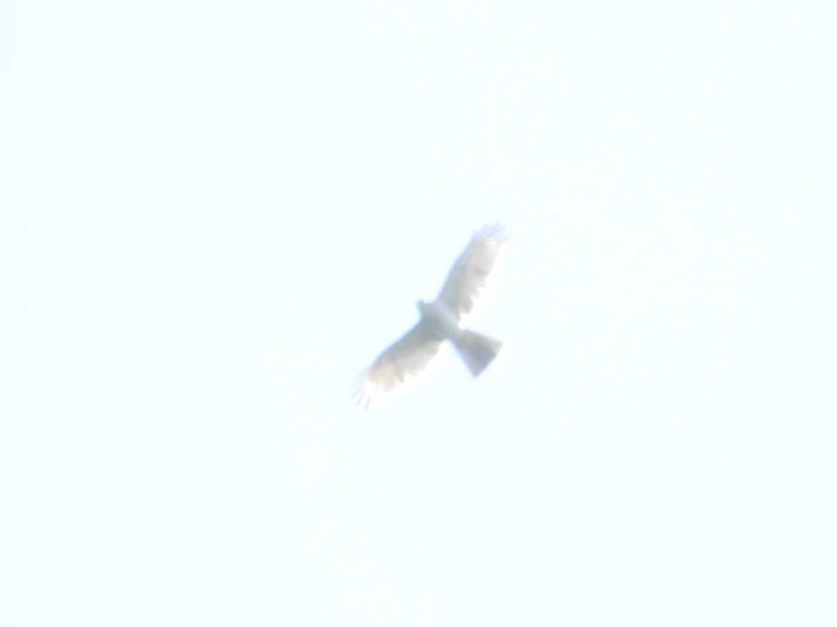 Collared Sparrowhawk - ML614769976