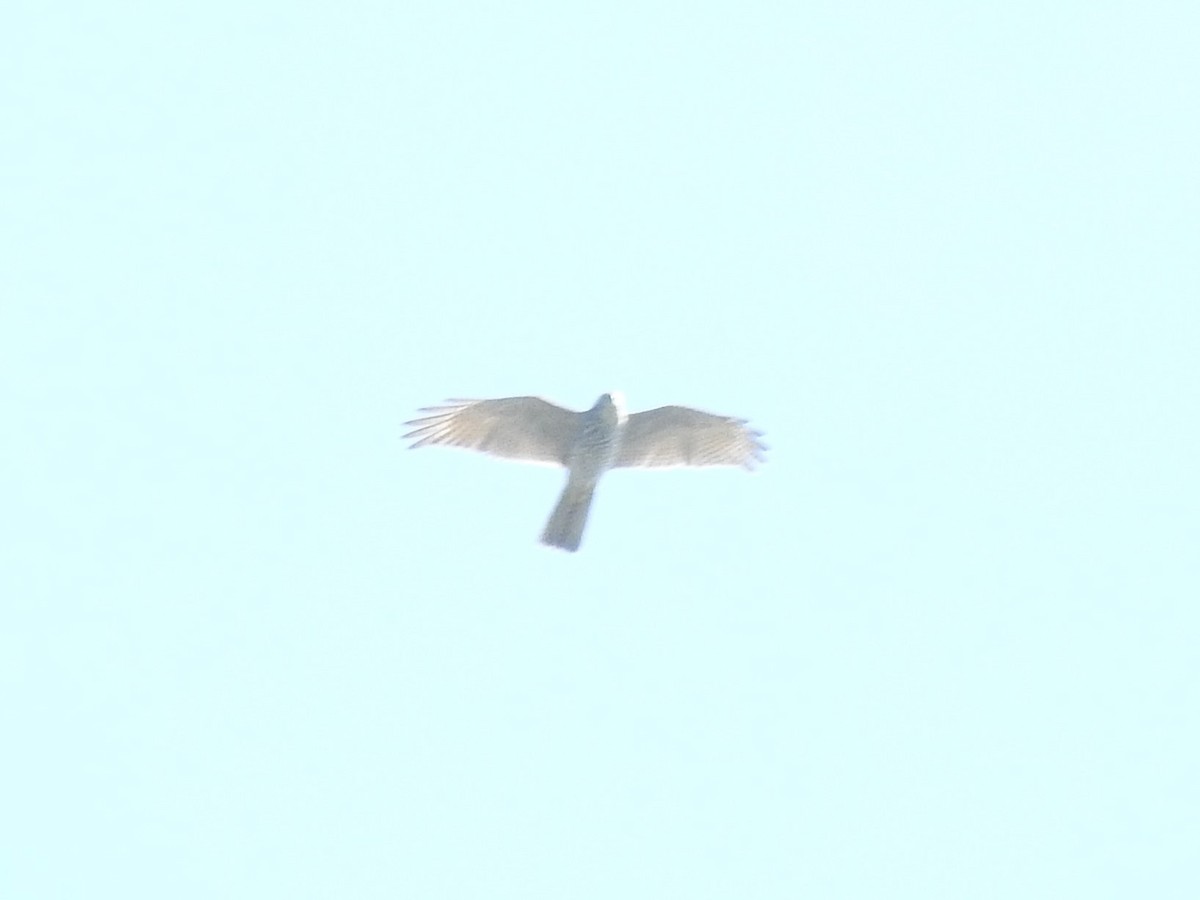 Collared Sparrowhawk - ML614769977