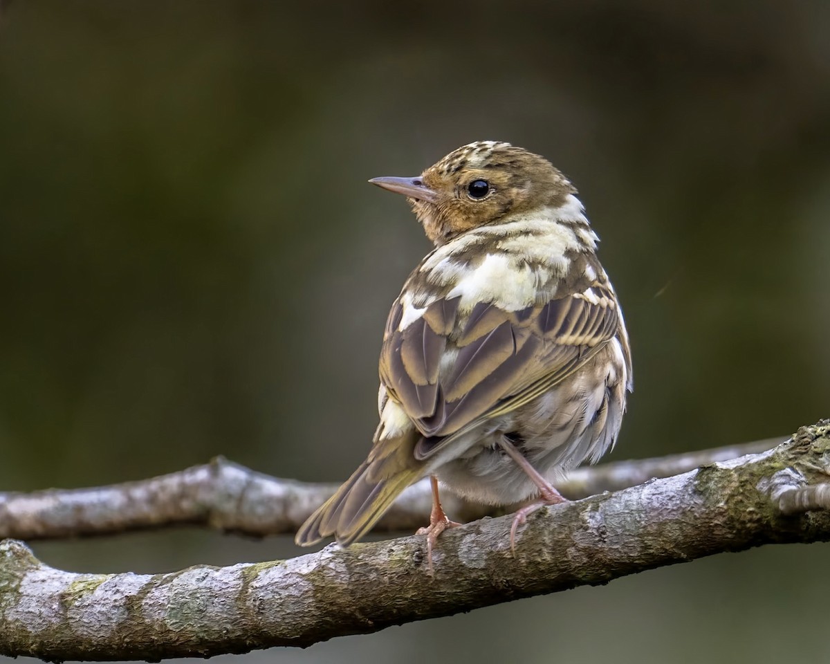 Olive-backed Pipit - ML614770053