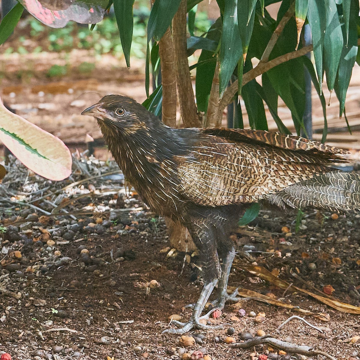 Pheasant Coucal - Robert Berry