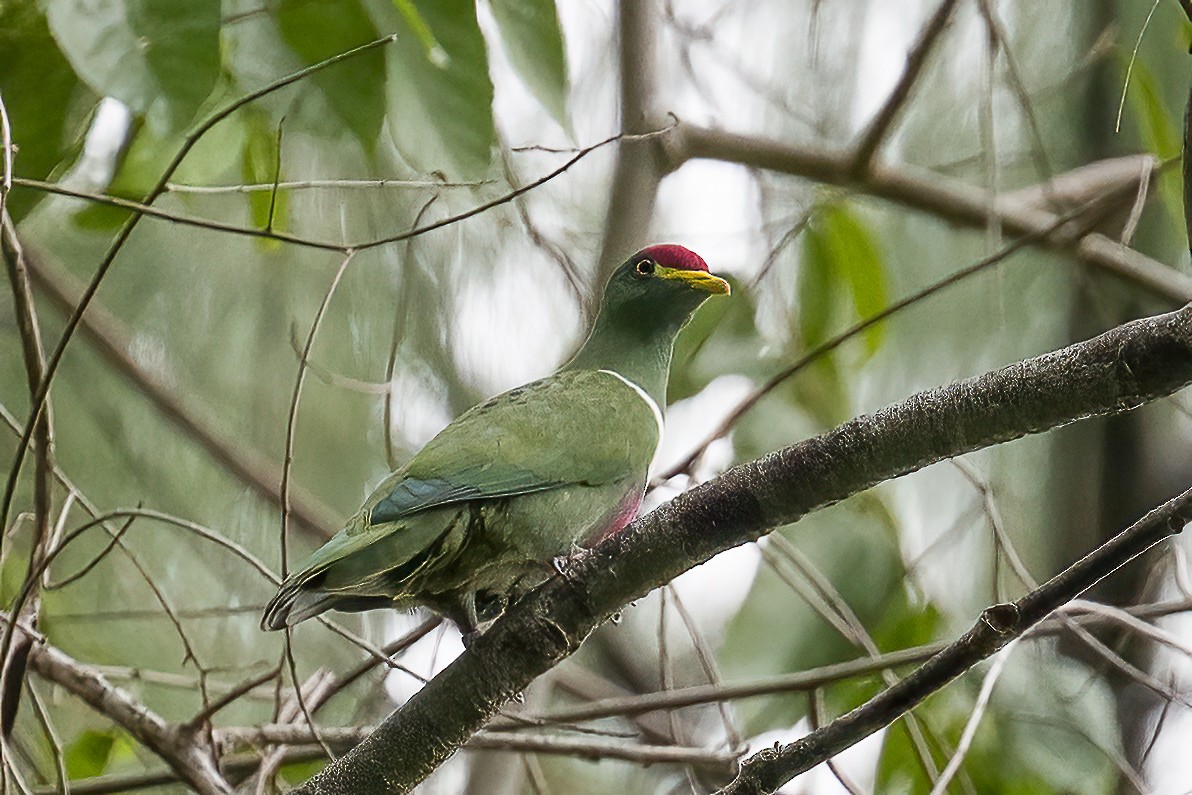 White-breasted Fruit-Dove (Moluccan) - emma geary