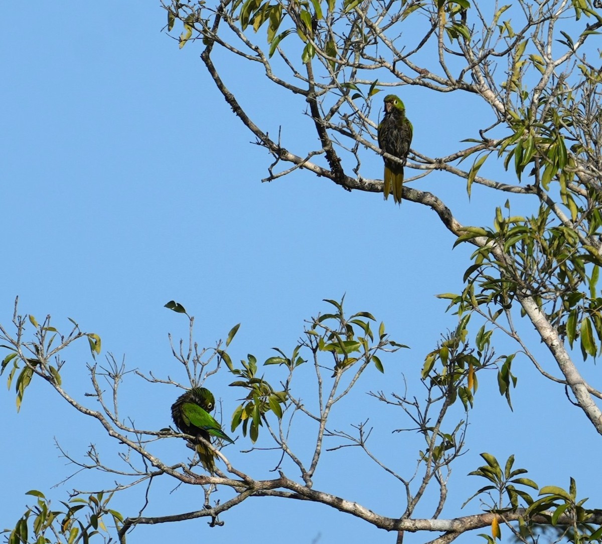 Olive-throated Parakeet (Aztec) - ML614770797