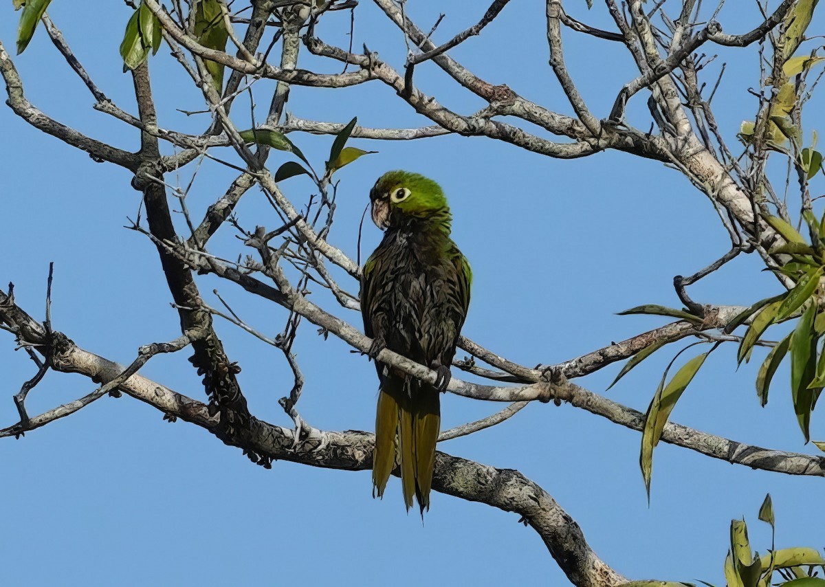 Olive-throated Parakeet (Aztec) - ML614770826