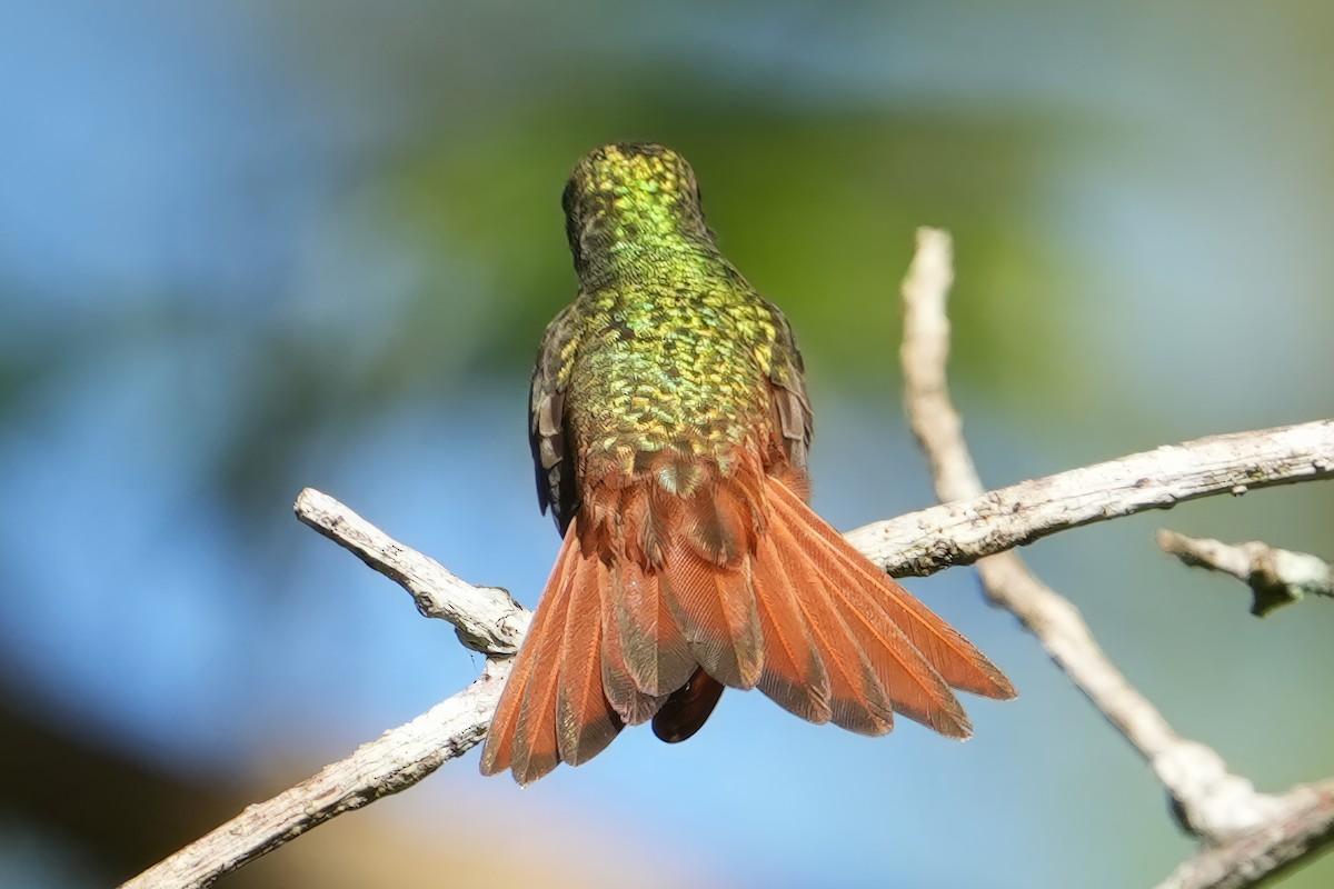Buff-bellied Hummingbird - Bill Hunt