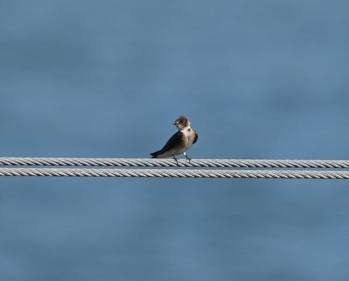 Northern Rough-winged Swallow - ML614771015