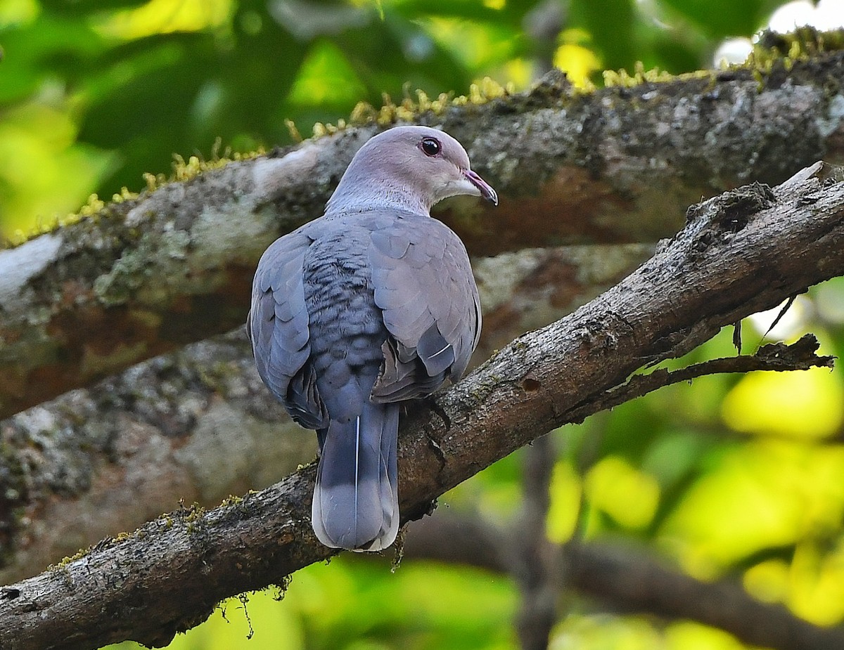 Malabar Imperial-Pigeon - AJU RAJU
