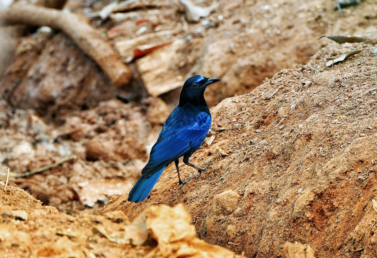 Малабарская синяя птица - ML614771118