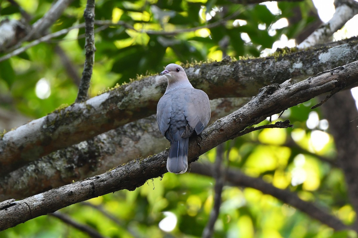 Malabar Imperial-Pigeon - AJU RAJU