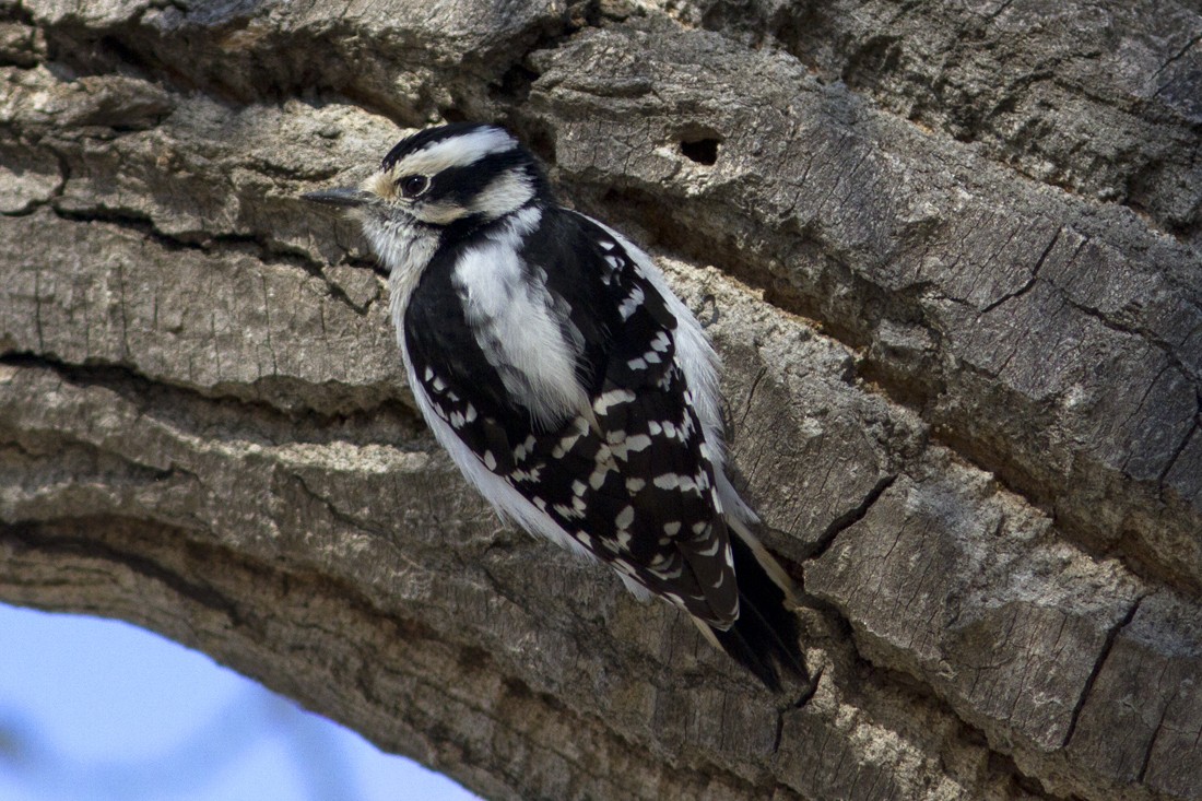 Downy Woodpecker (Eastern) - Richard Bunn