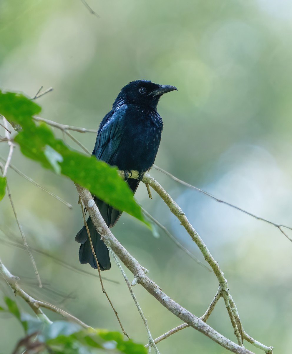 Short-tailed Drongo - Kevin Pearce