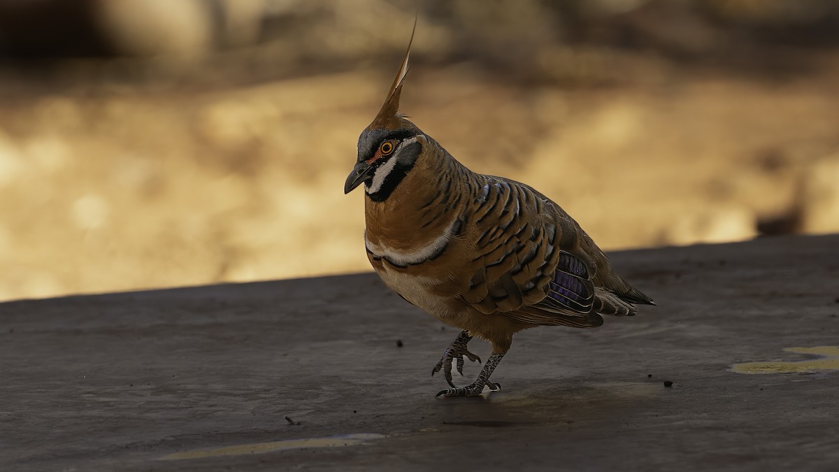 Spinifex Pigeon (White-bellied) - ML614771697