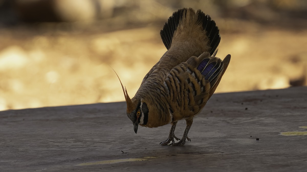 Spinifex Pigeon (White-bellied) - ML614771711