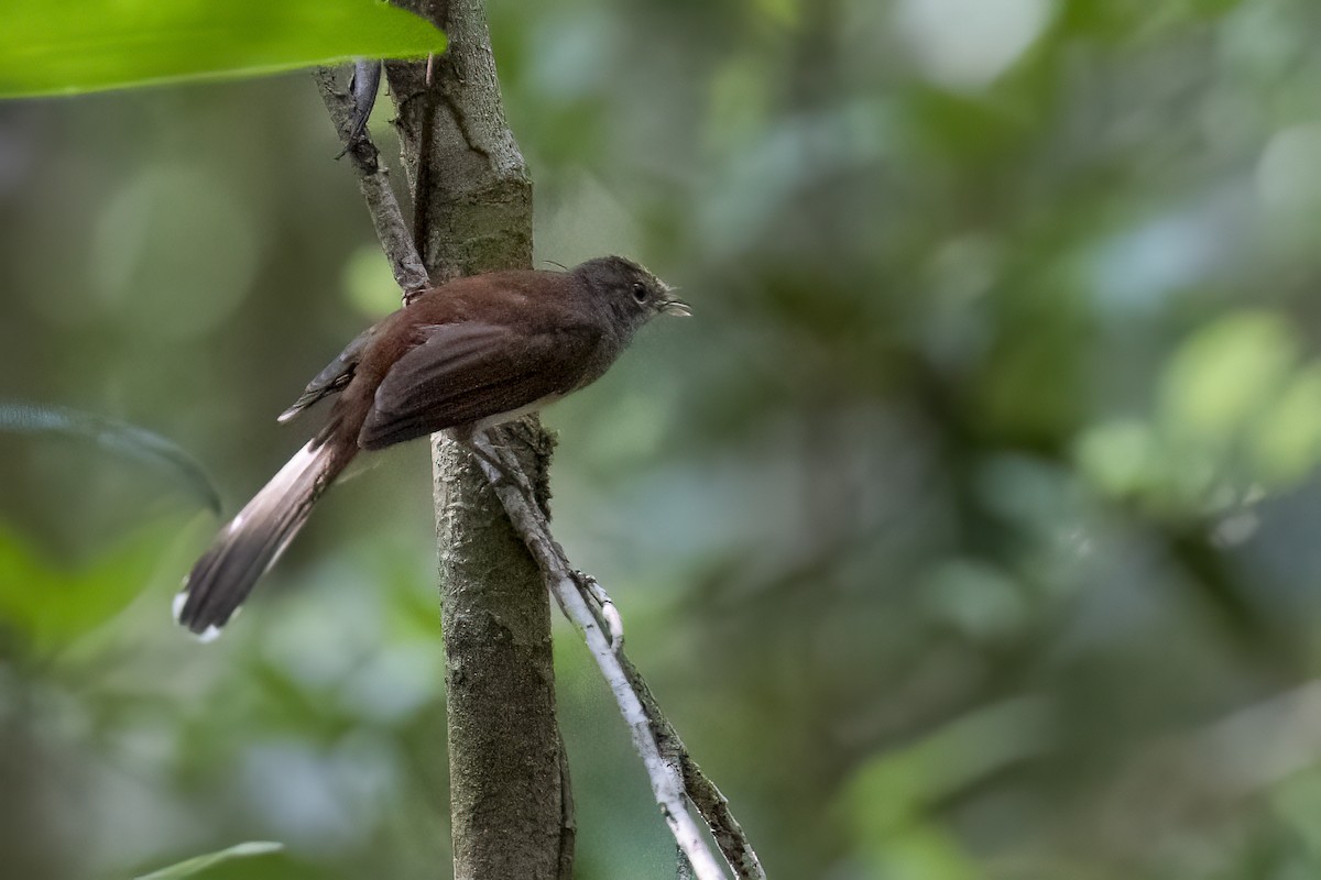 Rufous-backed Fantail - ML614771808