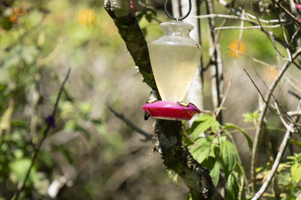 Stripe-tailed Hummingbird - ML614771824