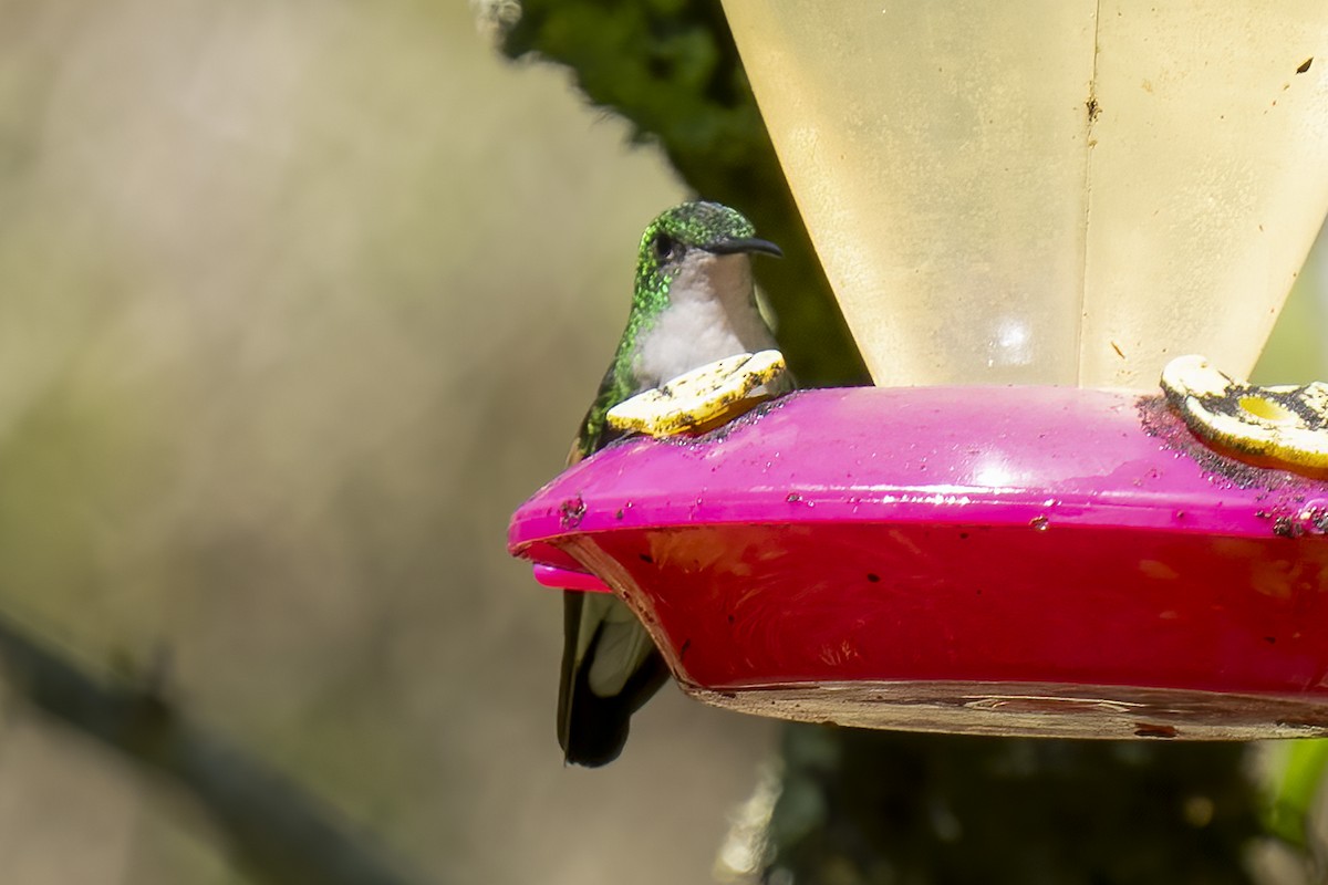 Stripe-tailed Hummingbird - ML614771825