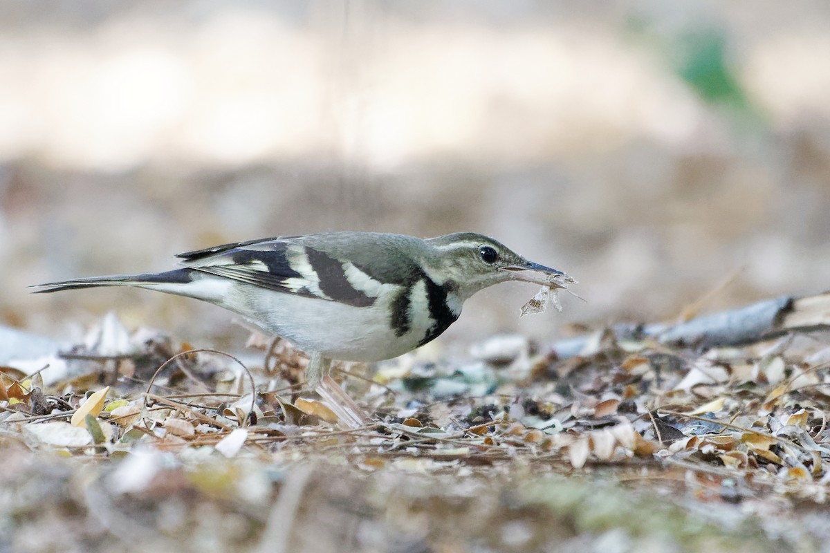 Forest Wagtail - ML614771847