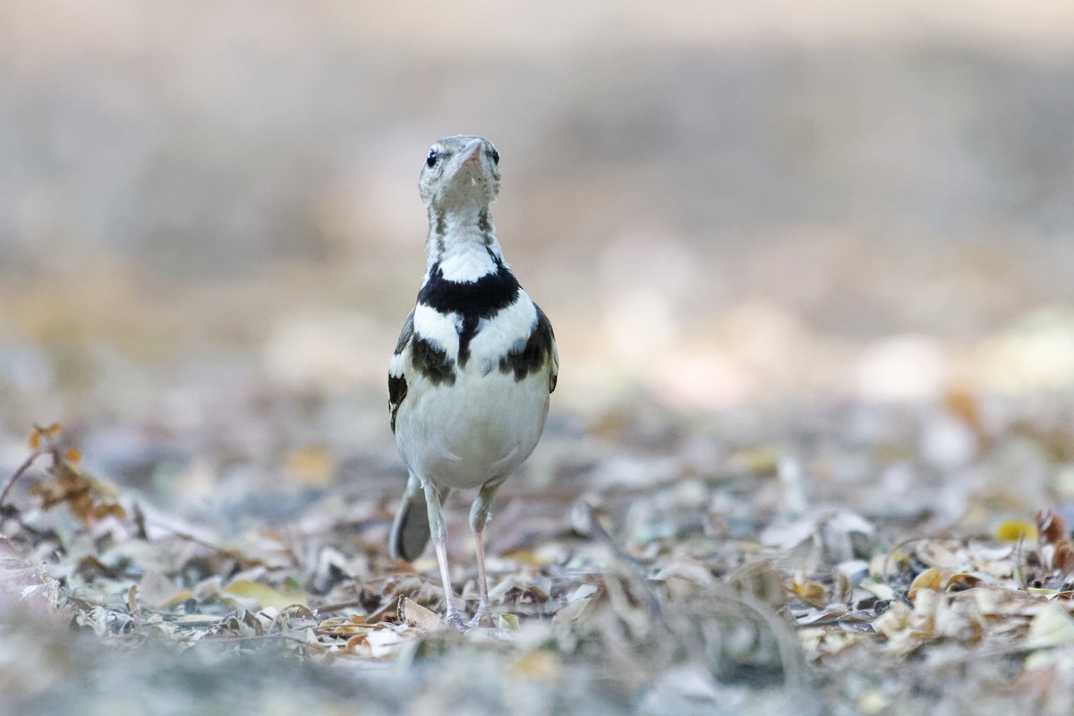 Forest Wagtail - ML614771851