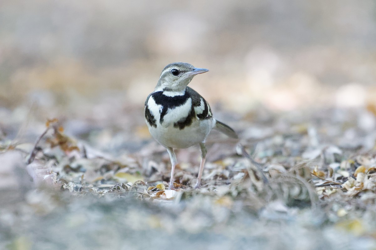 Forest Wagtail - ML614771852