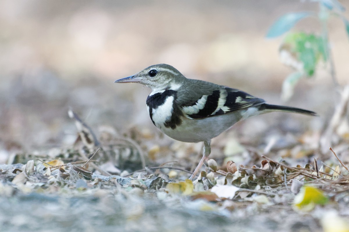 Forest Wagtail - ML614771853