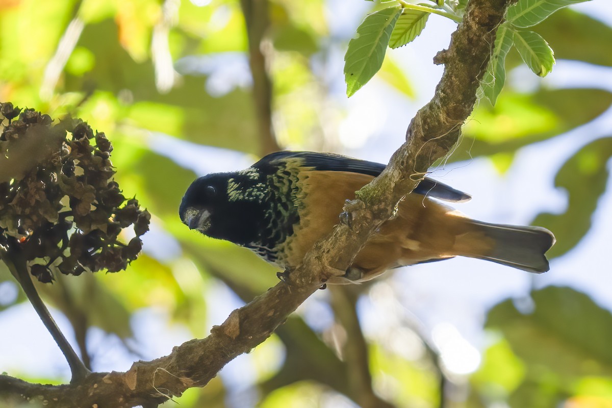 Spangle-cheeked Tanager - ML614771869