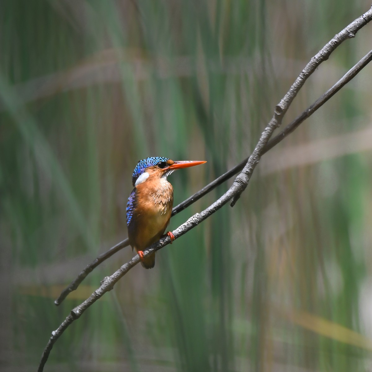Malachite Kingfisher - Lucien Brochier