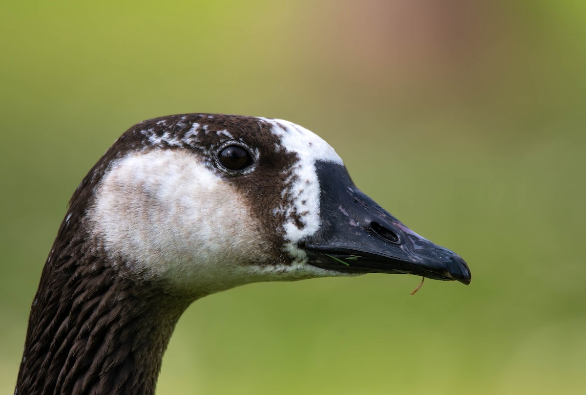 Domestic goose sp. x Canada Goose (hybrid) - ML614772294