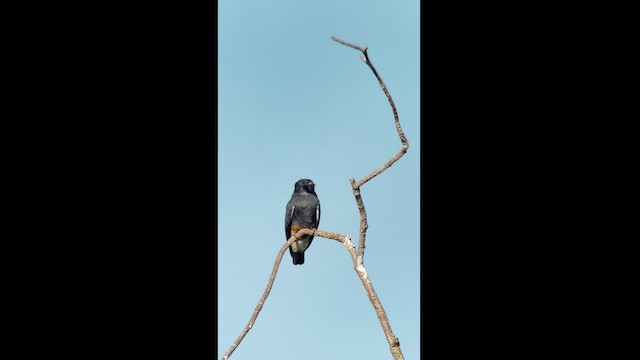 Swallow-winged Puffbird - ML614772409