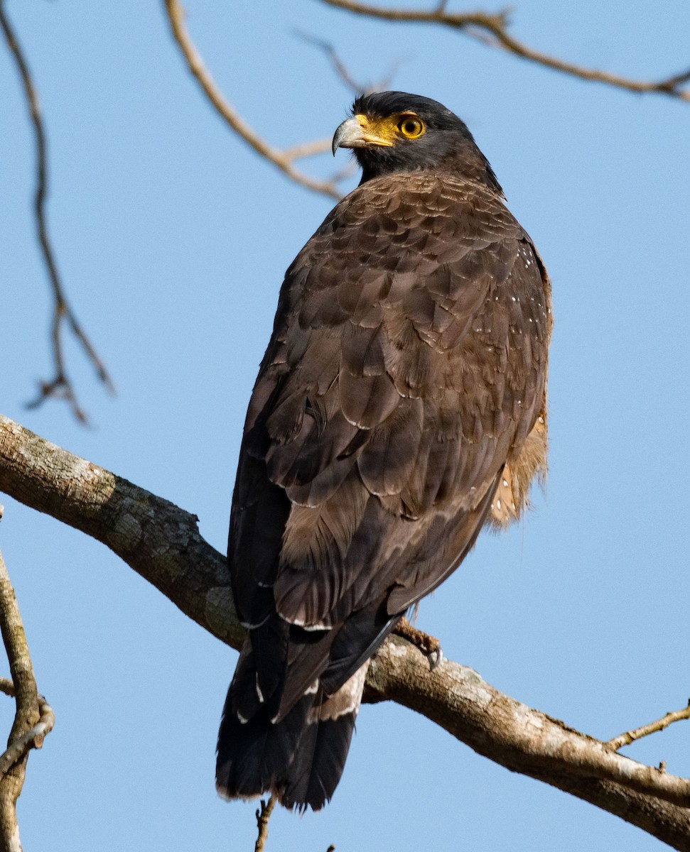 Crested Serpent-Eagle - ML614772512