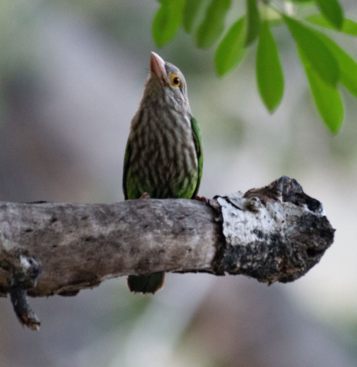 Lineated Barbet - ML614772555