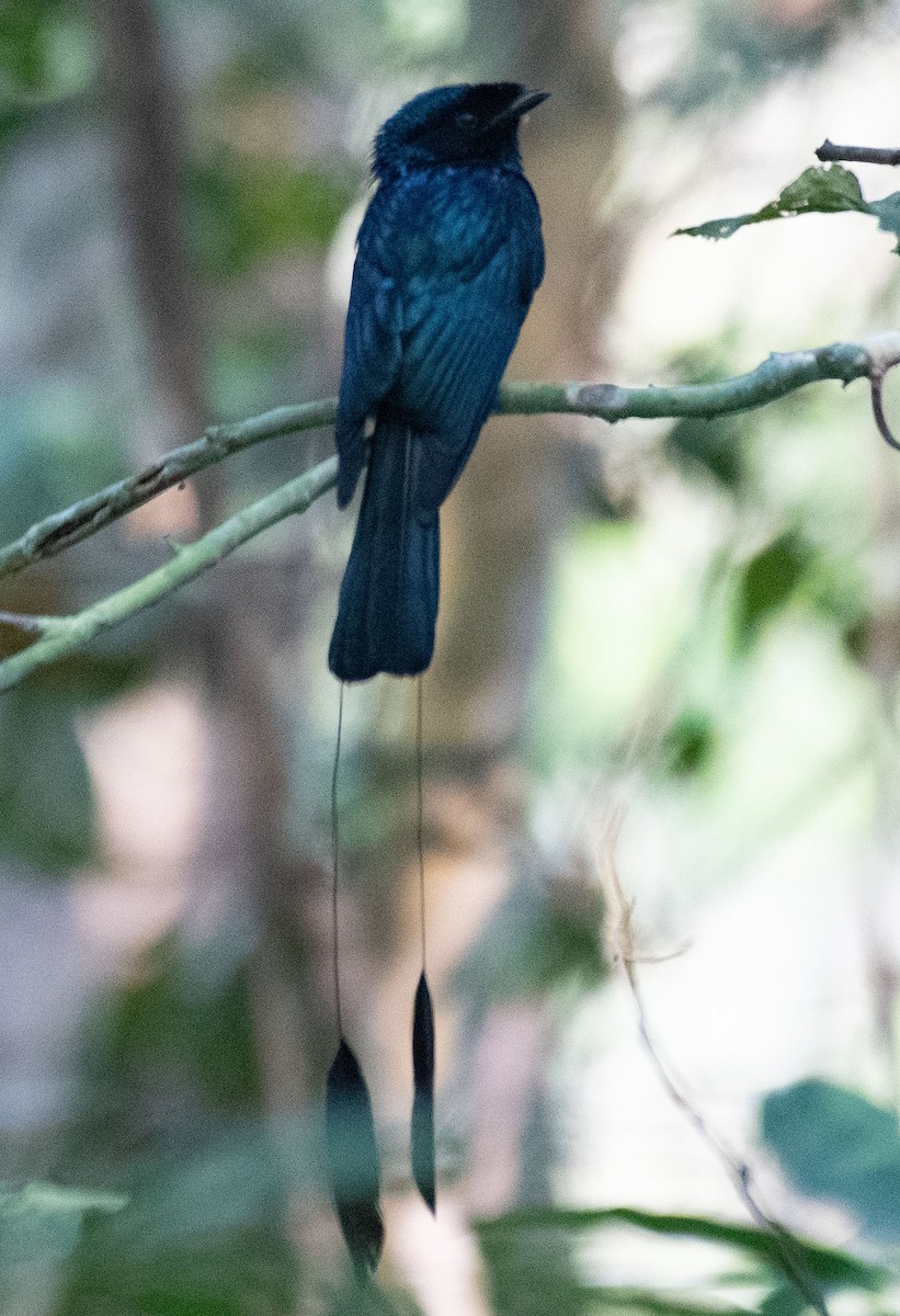 Lesser/Greater Racket-tailed Drongo - ML614772650