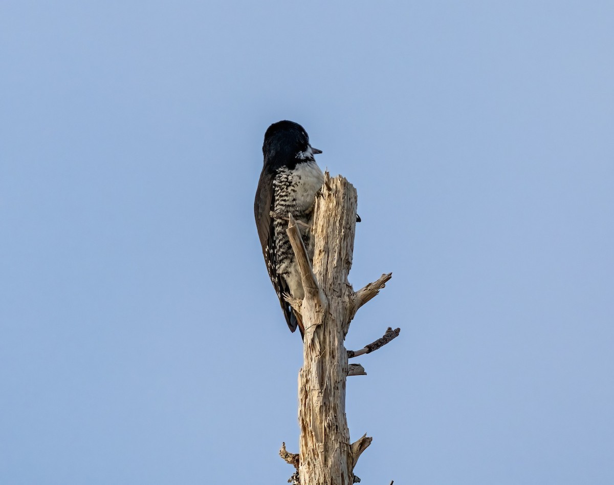 Black-backed Woodpecker - ML614772813