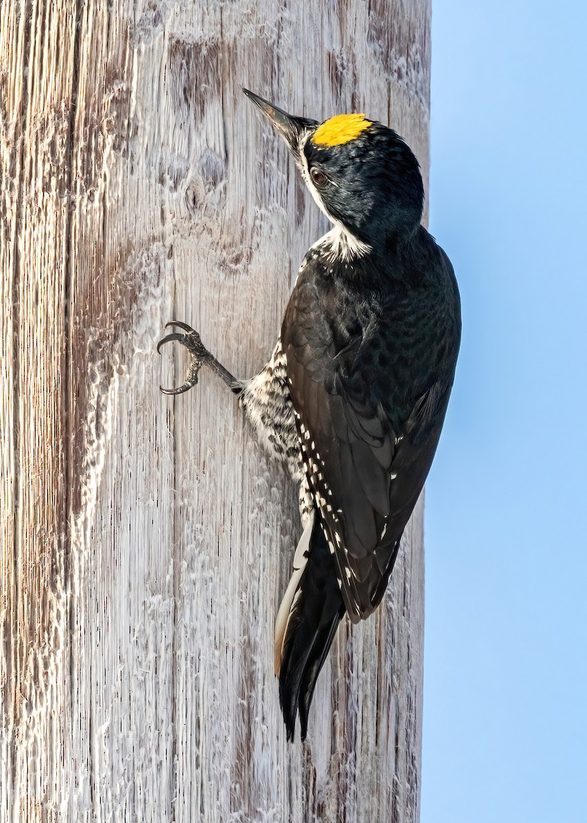 Black-backed Woodpecker - ML614772815