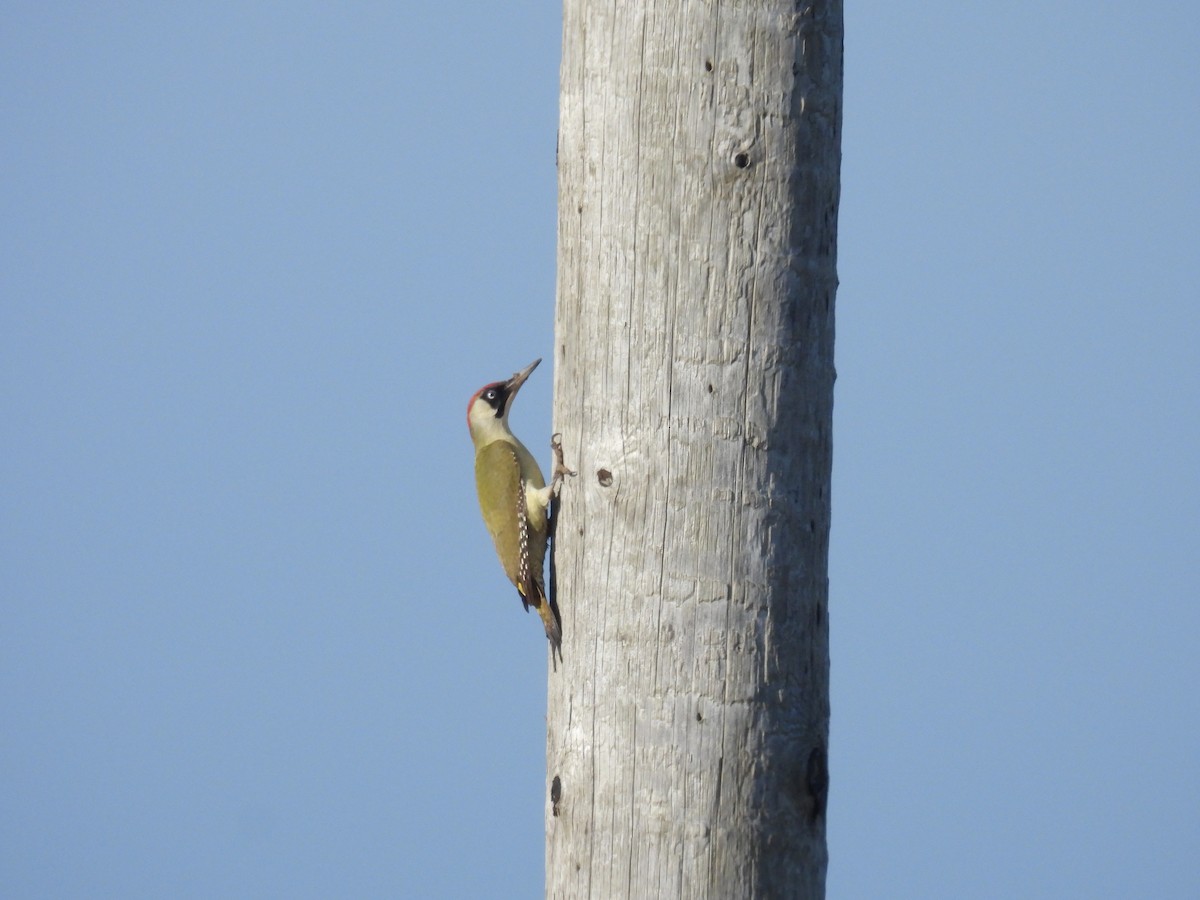 Eurasian Green Woodpecker - ML614772914