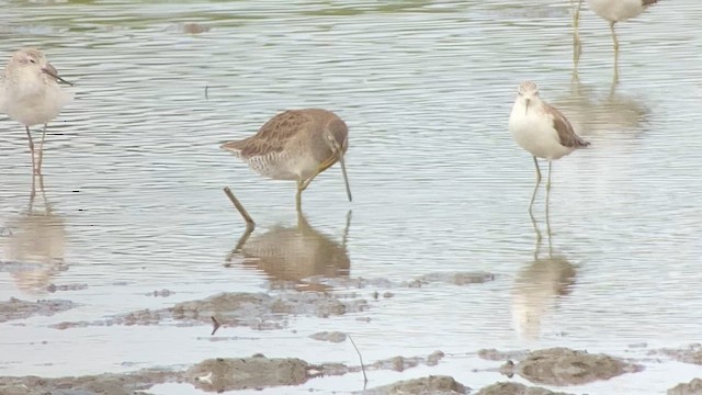 Long-billed Dowitcher - ML614773393