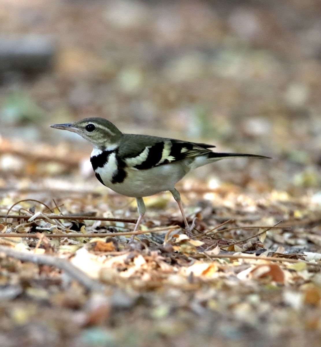 Forest Wagtail - ML614773531