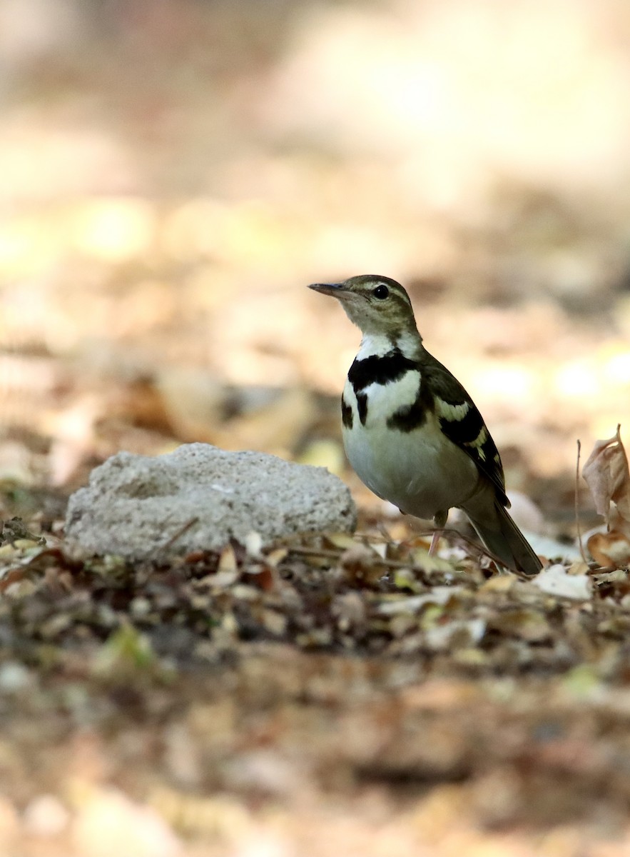 Forest Wagtail - ML614773533