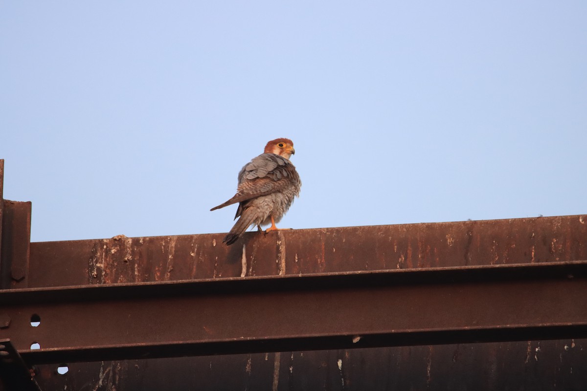 Red-necked Falcon - Amod Gawarikar