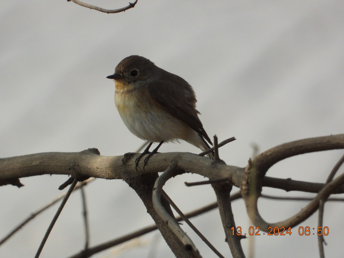 Red-breasted Flycatcher - ML614773673