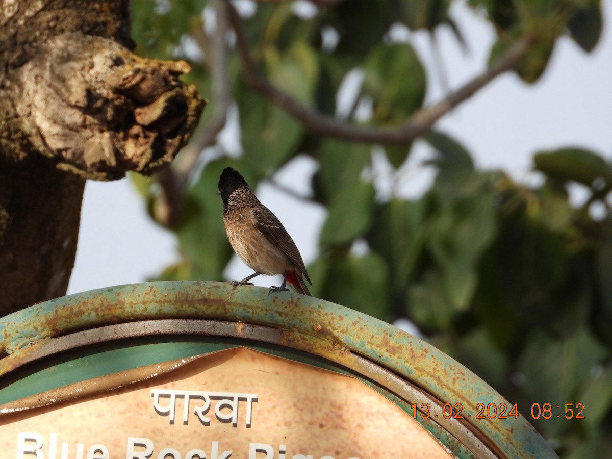 Red-vented Bulbul - ML614773700