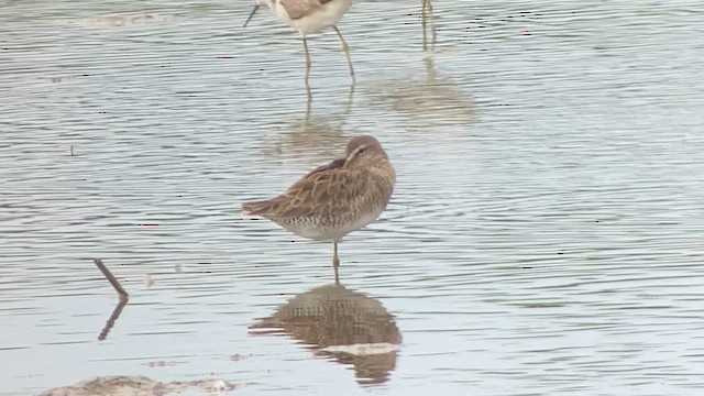 Long-billed Dowitcher - ML614773913