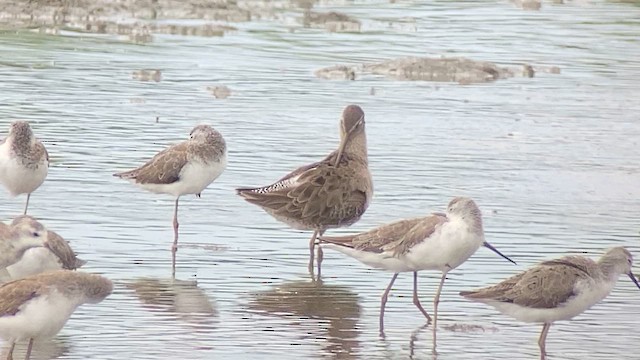 Long-billed Dowitcher - ML614773914