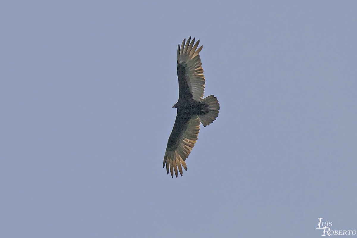 Turkey Vulture - ML614773941