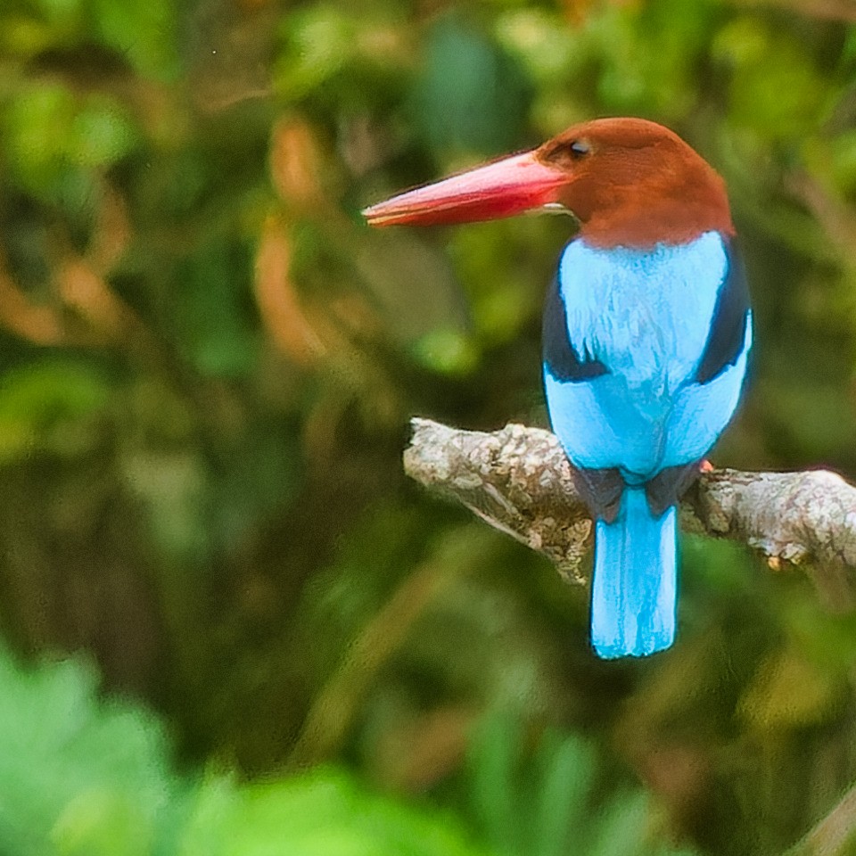 Brown-breasted Kingfisher - Gregory Laude