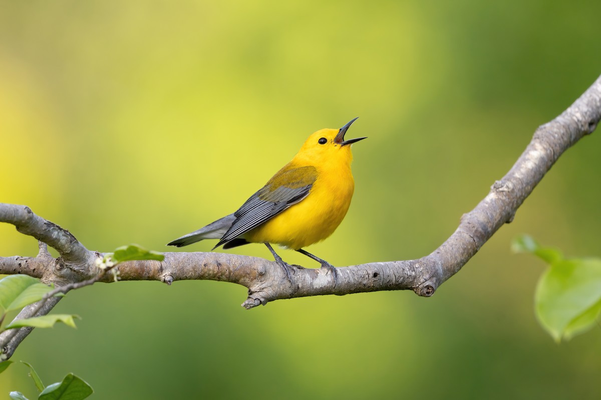 Prothonotary Warbler - Alicia Ambers
