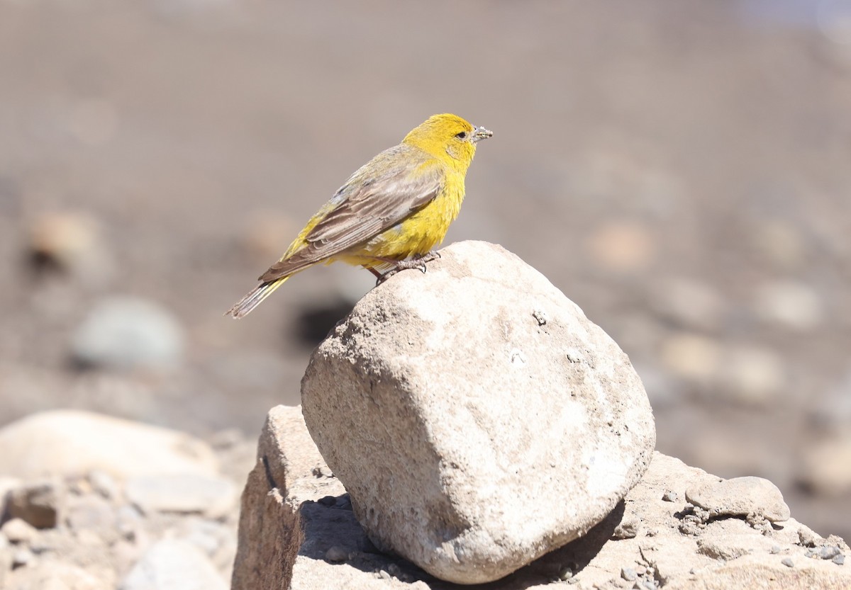 Greater Yellow-Finch - ML614774375