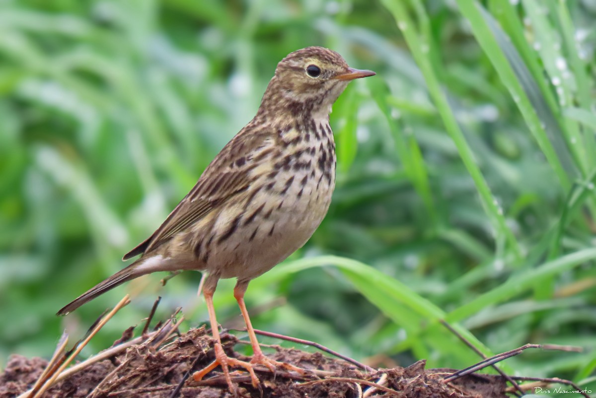 Meadow Pipit - ML614774550
