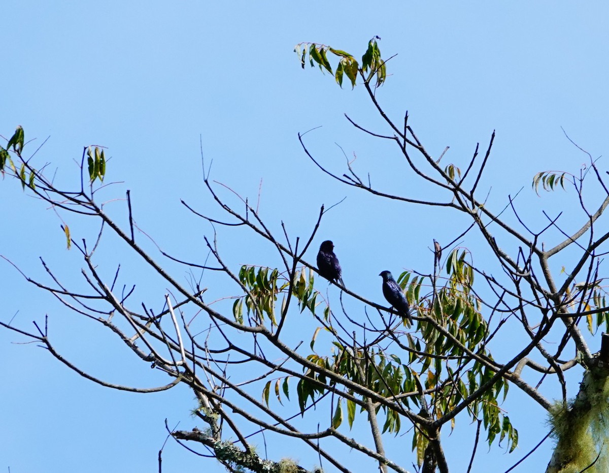 Short-tailed Starling - ML614774592
