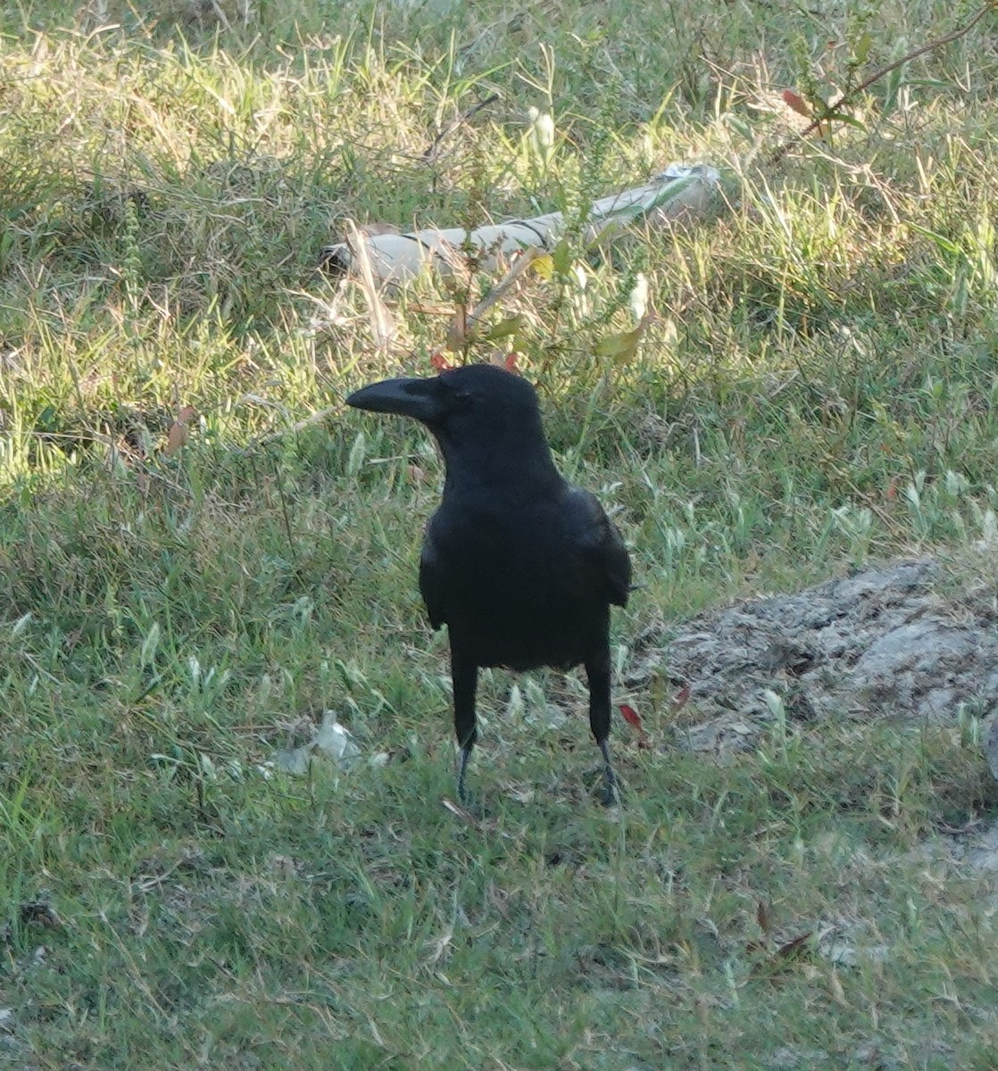 Large-billed Crow - ML614774601